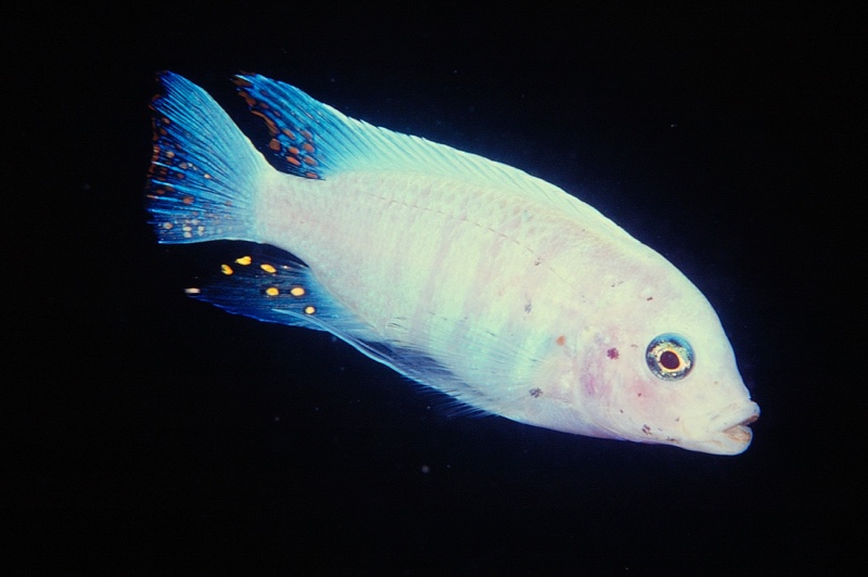 Maylandia zebra 'Thumbi West Island'